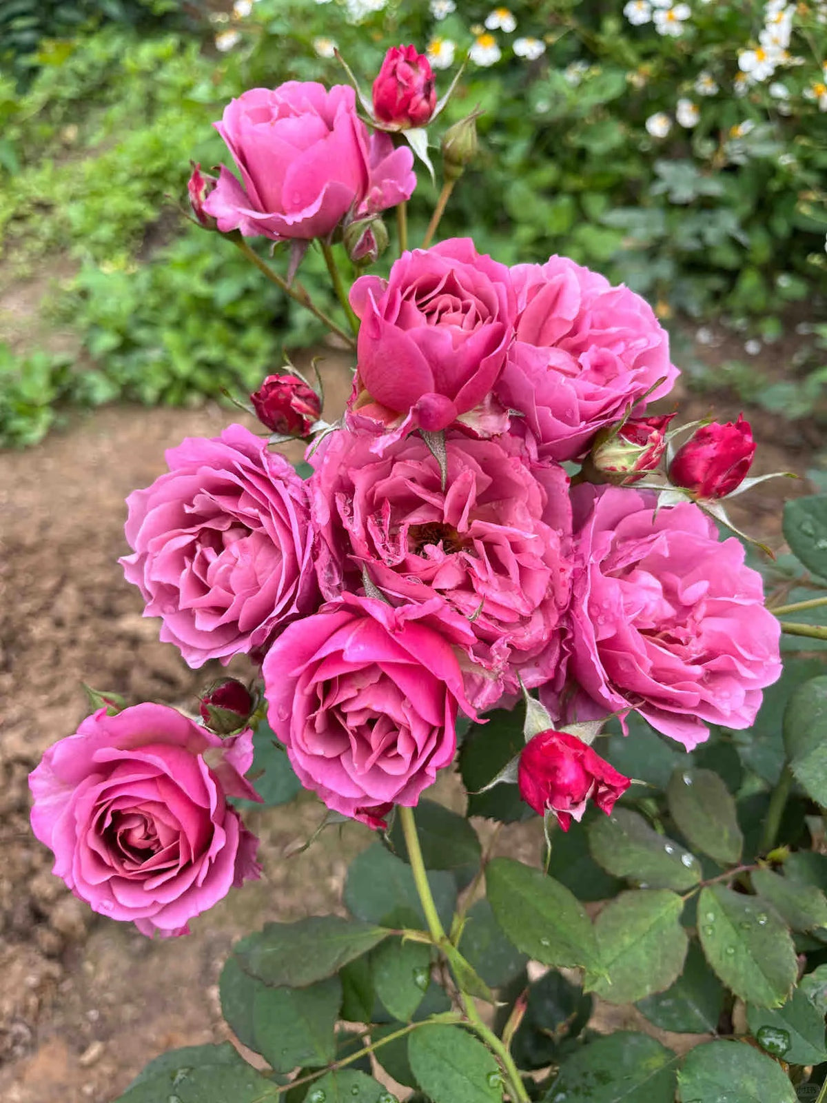 Rose ‘Aoi' /あおい / 葵