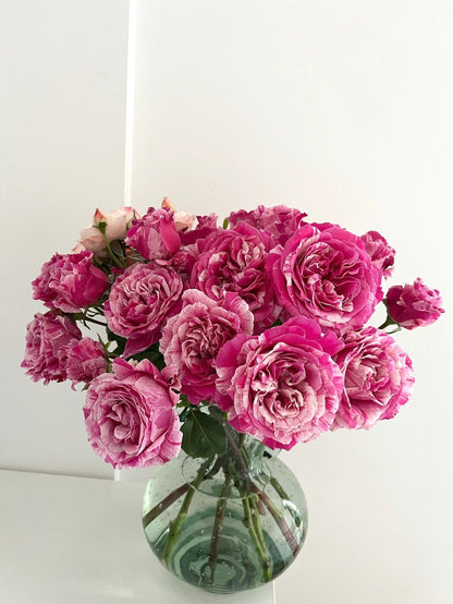 Striped Rose ’ Ines Sastre ｜伊蕾莎斯特 ‘