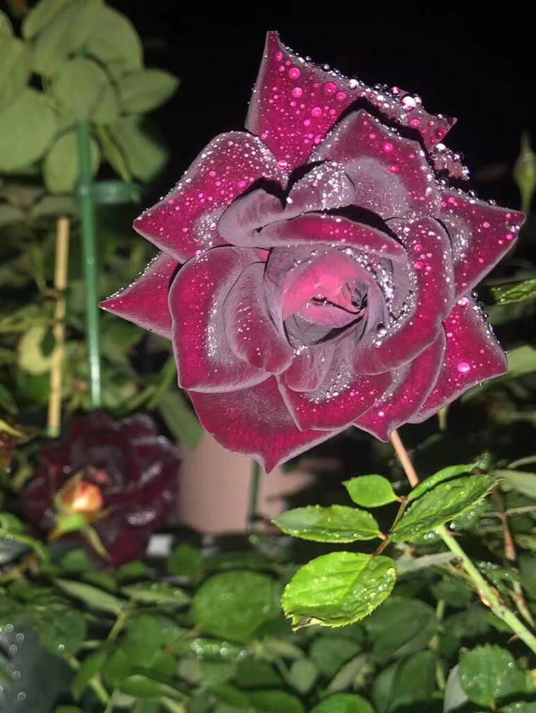 Rose  ‘ Louis XIV｜ルイ14世 ｜路易十四