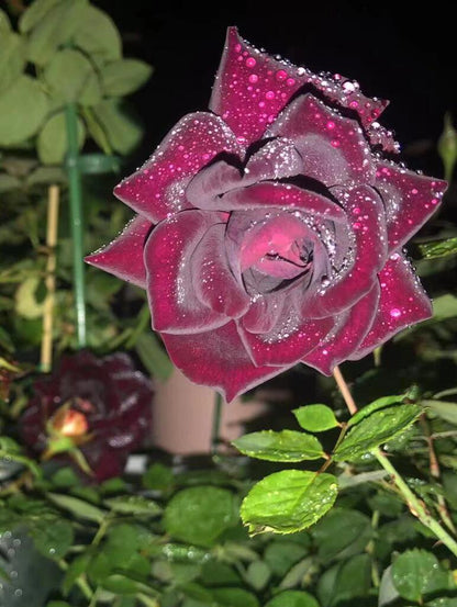 Rose  ‘ Louis XIV｜ルイ14世 ｜路易十四