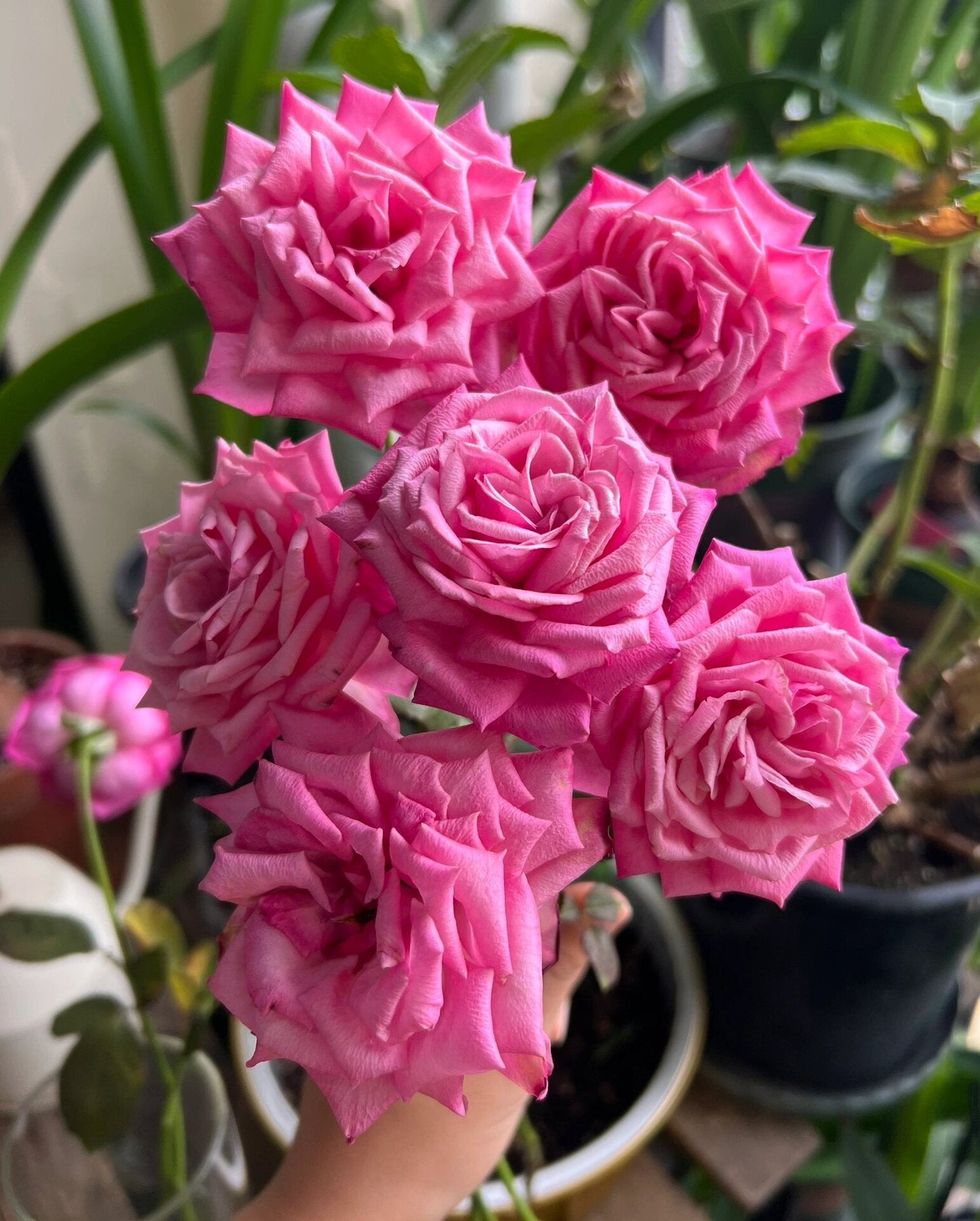 Rose  'Peach Blaze Sky | 桃灼蓝天 | Award-winning '