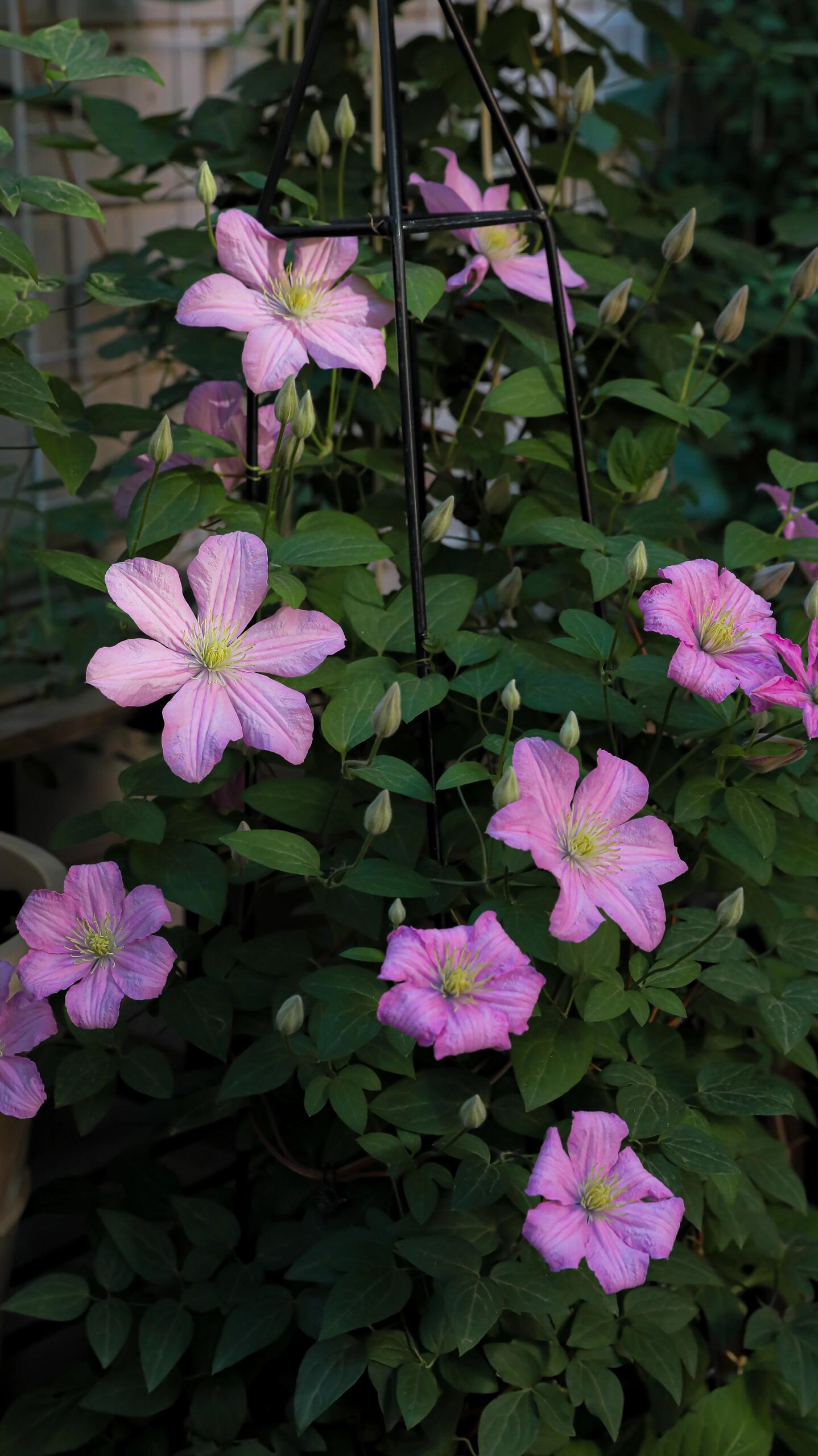 Clematis ‘’Comtesse de Bouchaud| 包查德 女侯爵‘’