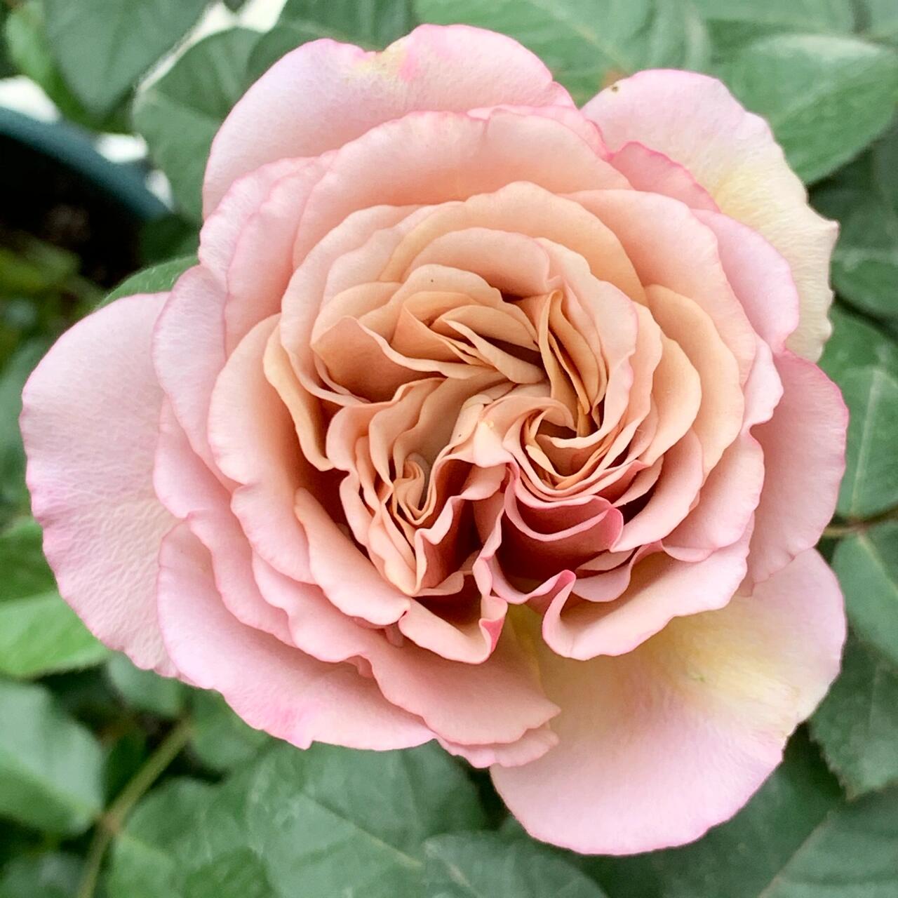 Rose ‘ Caffe Latte  ｜拿铁咖啡‘