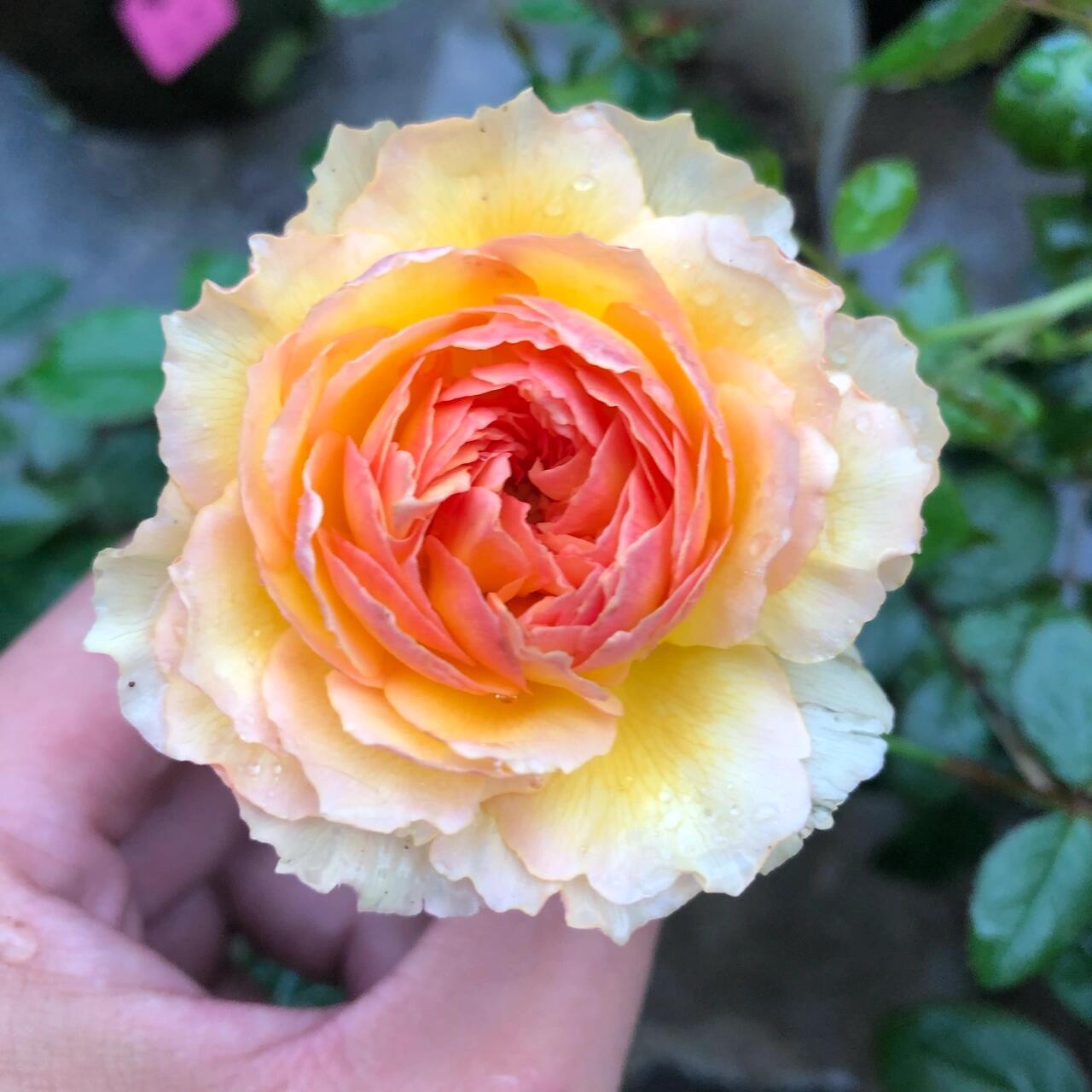 Rose ’ Kagelou| カゲロウ  | 阳炎/蜉蝣  - New varieties 2020