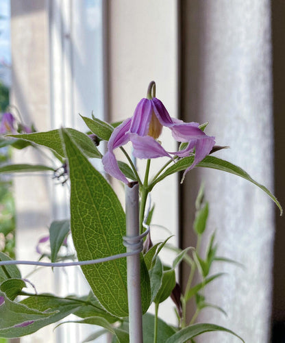 Clematis ‘’Hanajima｜はなじま｜花島｜花岛‘’
