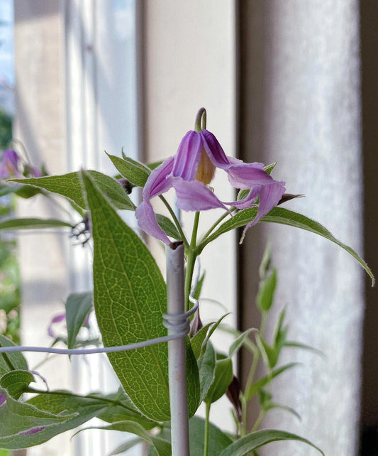 Clematis ‘’Hanajima｜はなじま｜花島｜花岛‘’