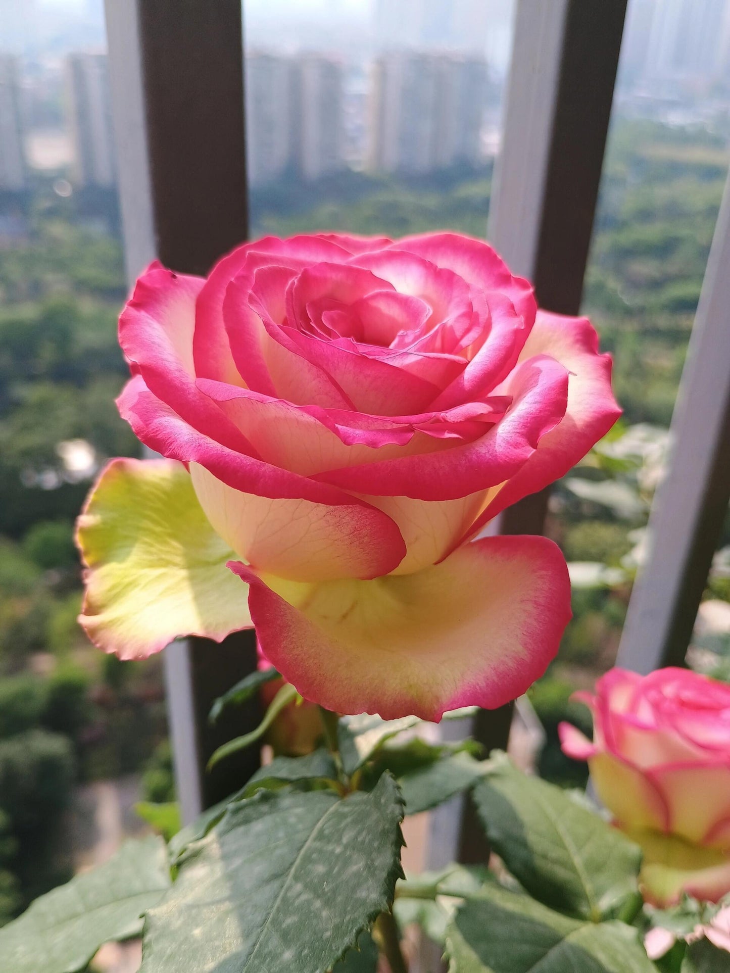 Rose is  ‘ Monroe ｜ 梦露
