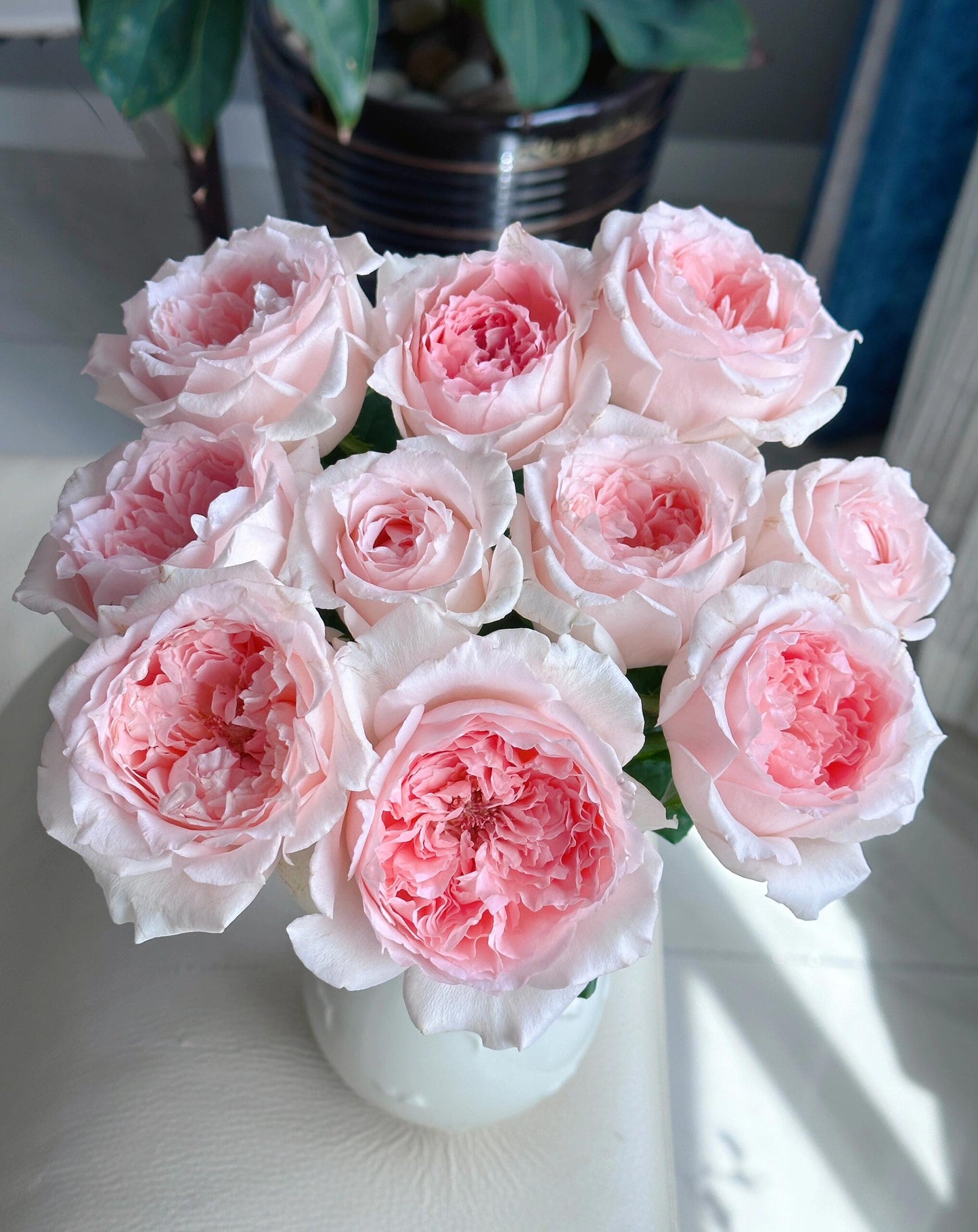 Rose  ’ Flow｜フロウ | 涌流