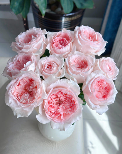 Rose  ’ Flow｜フロウ | 涌流