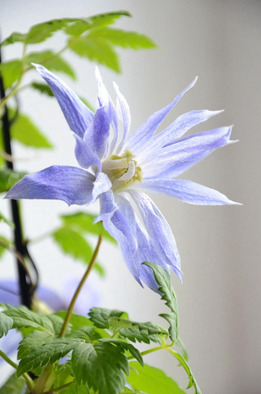 Clematis ‘’Maidwell Hall｜梅德维尔‘’