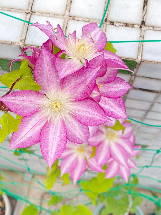 Clematis ''八つ橋｜Yatsuhashi |八桥''