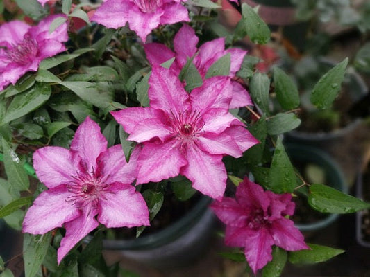 Dwarf Clematis ‘’Luiza｜ルイーザ｜路易莎‘’