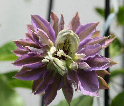 Clematis ‘’Matsuri Daiko｜祭り太鼓 | 花太鼓‘’