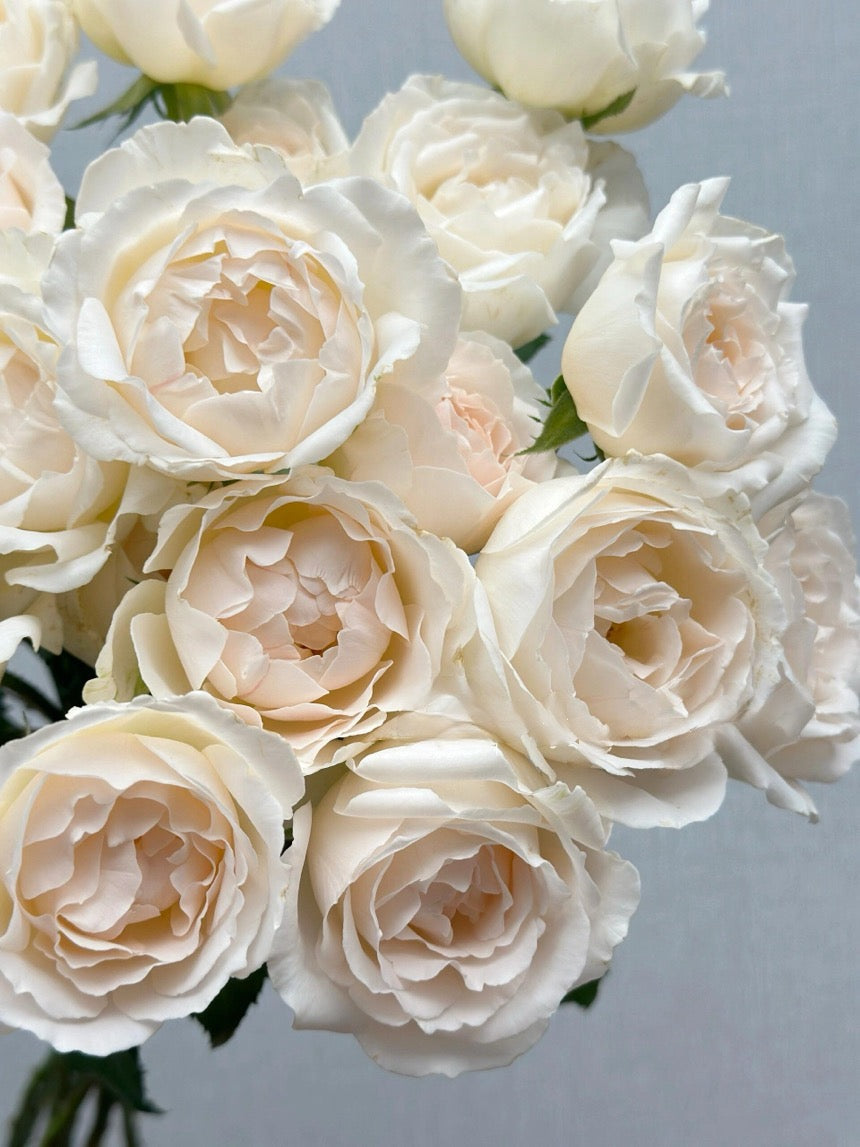 Rose  ’ Kashō｜かしょう｜华宵 - New Variety 2024