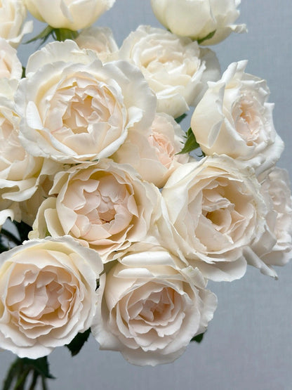 Rose  ’ Kashō｜かしょう｜华宵 - New Variety 2024