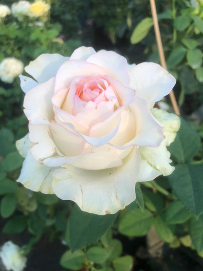 Rose  ’ White Jumilia ｜白艾莎