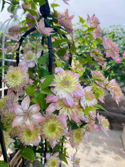 Clematis ''Shamshe |昼の天使|  昼天使| 桃万重''