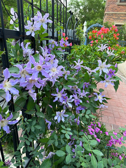 Clematis ‘’East River| 东方河流‘’