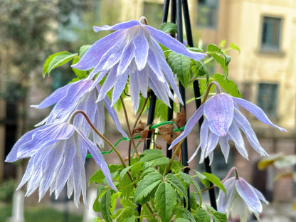 Clematis ‘’Maidwell Hall｜梅德维尔‘’