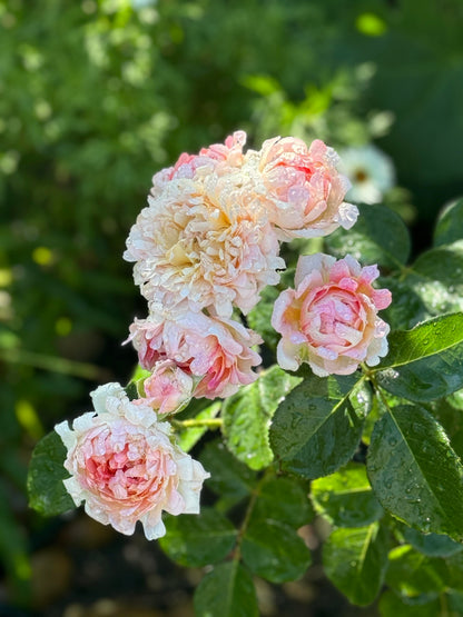 Rare Rose  ‘ Peach Anemone ｜桃子海葵 - New Variety 2023
