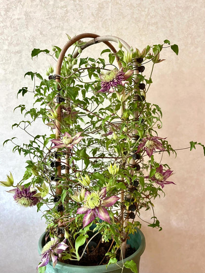 Clematis ''Shishimaru | ししまる| 紫子丸''