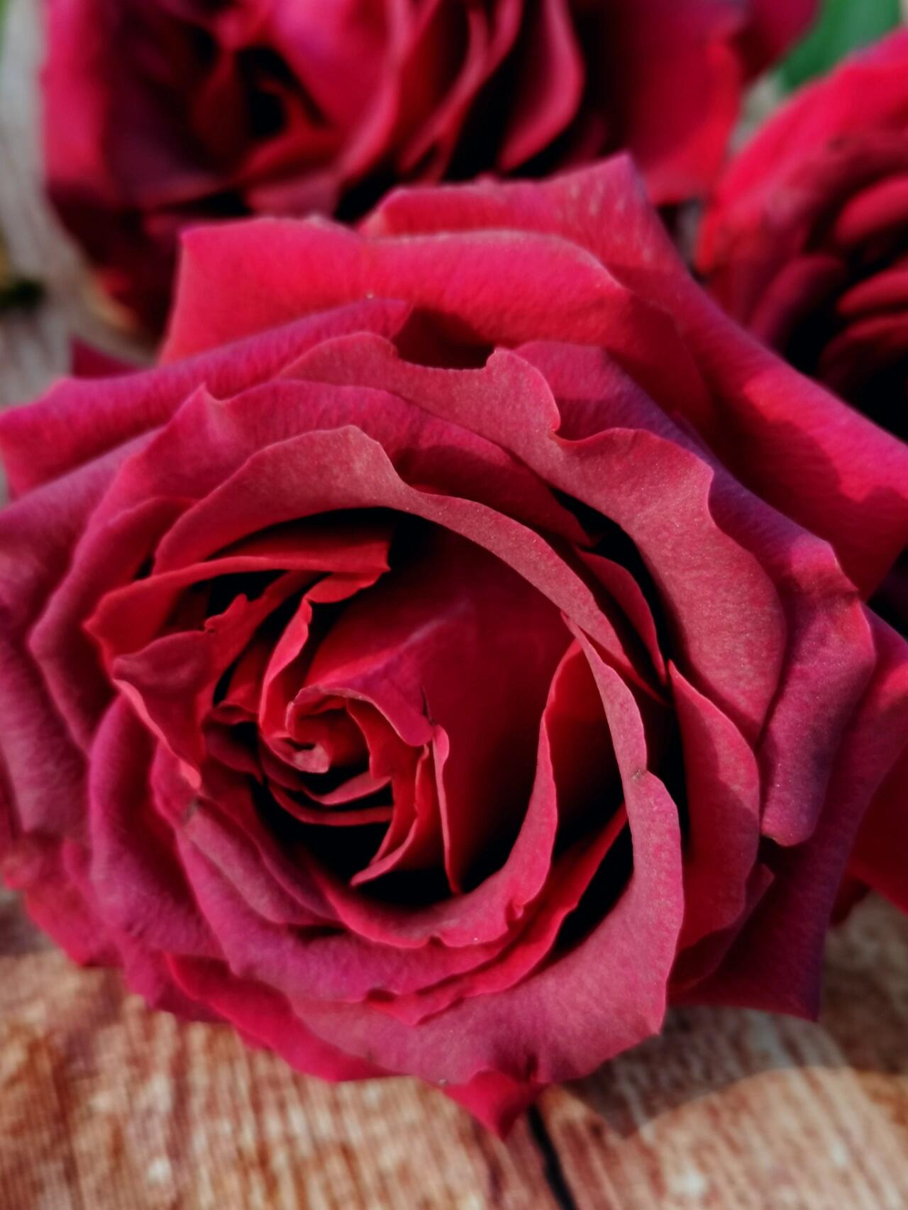 Rose  ’ Belles Rives |  美人丽芙