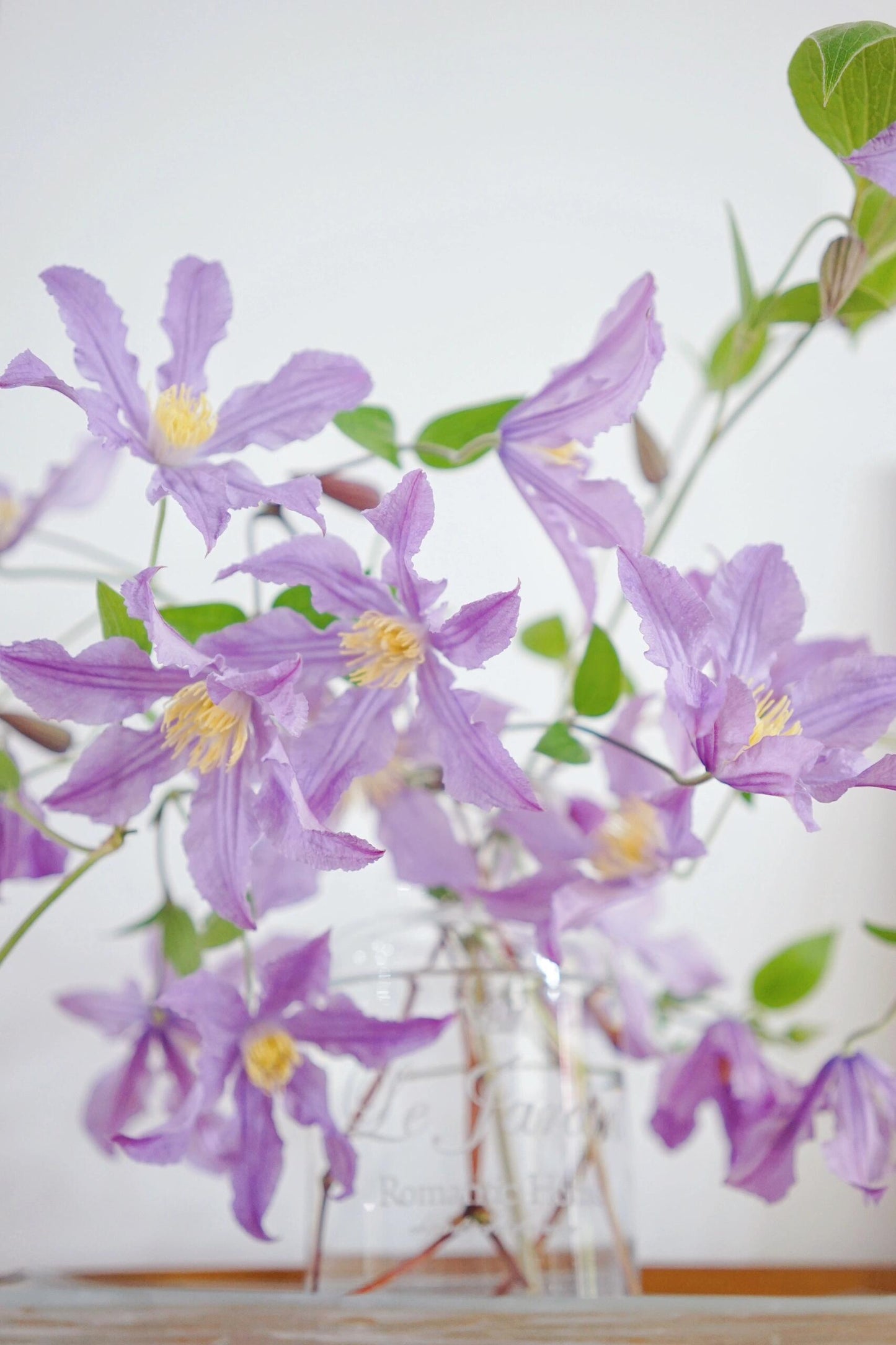 Clematis ‘’East River| 东方河流‘’