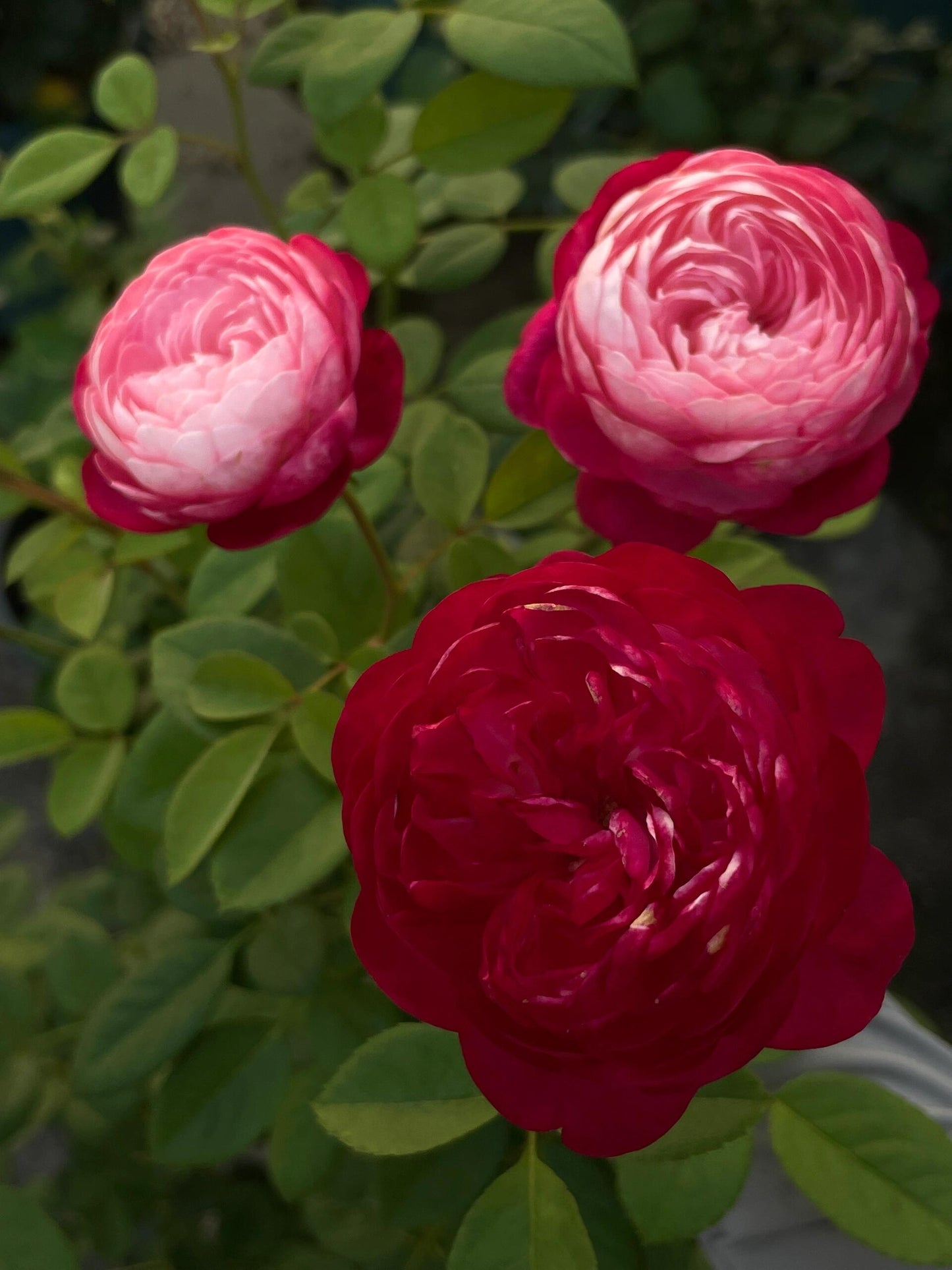 Rose  ‘ Japanese Mon Amou | 和室 ’