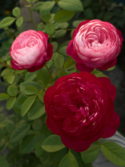 Rose  ‘ Japanese Mon Amou | 和室 ’