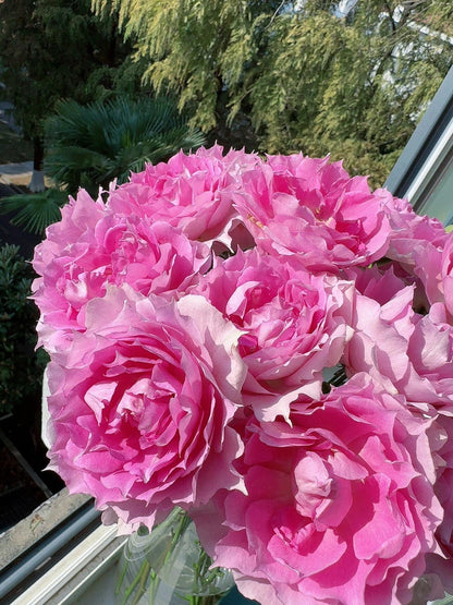 Rose  'Doniazade | 粉天方夜谭 '