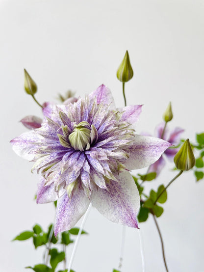 Clematis'' Minamonoyousei | みなもようせい| 水面妖精''