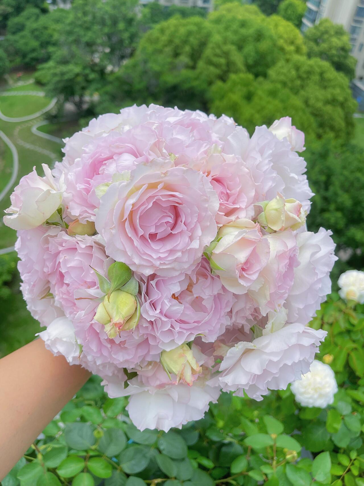 Rose  ’ Lu Ning Xiang｜露凝香 - New 2022