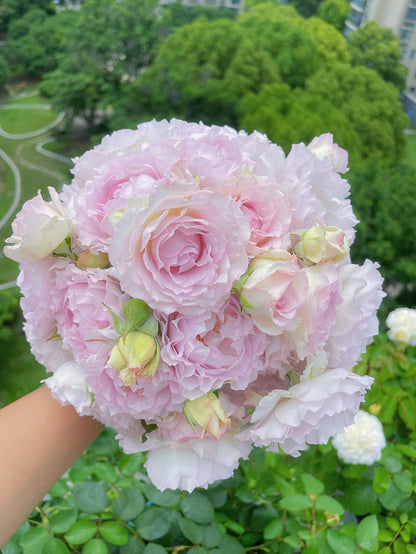 Rose  ’ Lu Ning Xiang｜露凝香 - New 2022