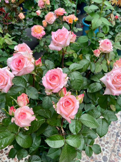 Rose  ’ BouLevard ｜ 林荫大道 | 武媚娘