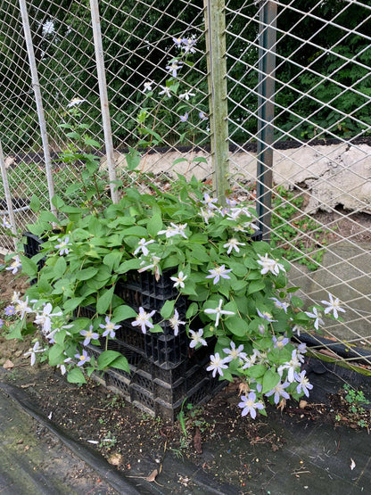 Clematis ‘’Milky Way｜银河系‘’