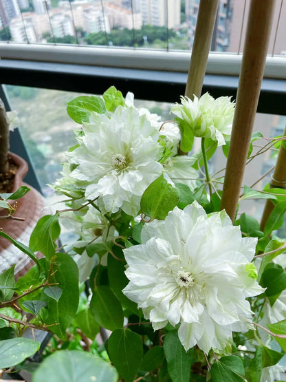 Clematis ‘’Shiko Yukiokoshi｜ゆきおこし｜雪妆‘’