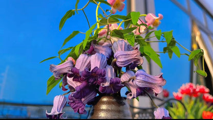 Rooguchi Clematis ‘’Sumire｜堇‘’