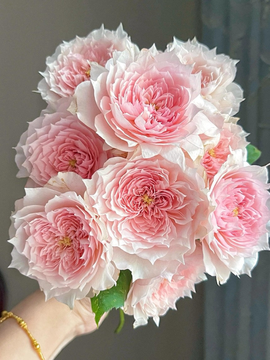 Rose  ’ Monique Darve | 莫妮卡戴维 ‘
