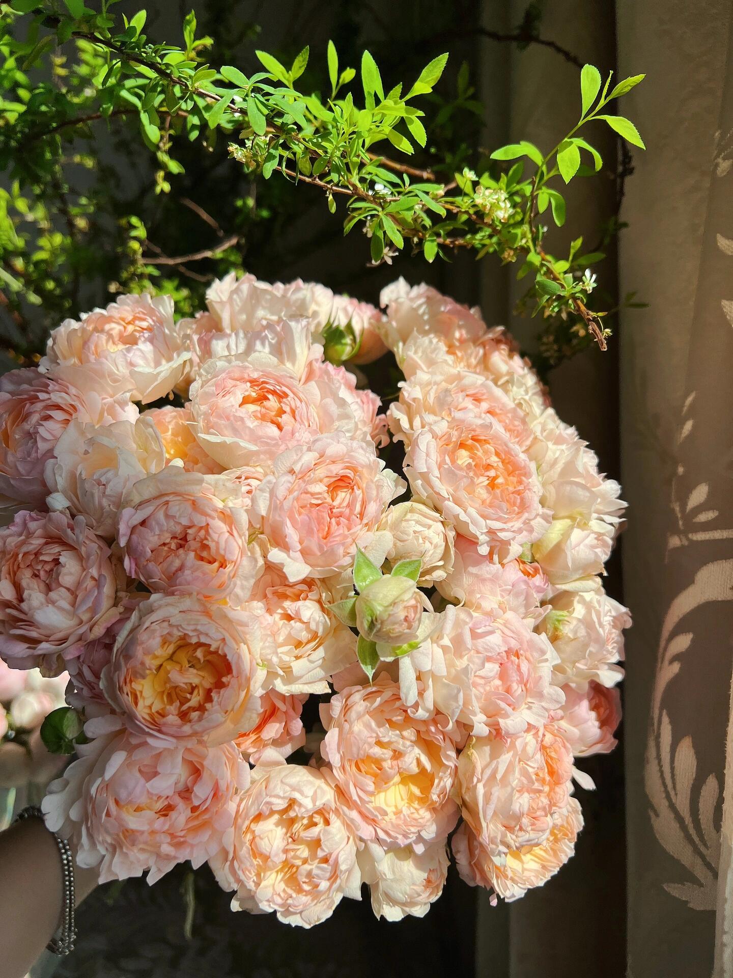 Rare Rose  ‘ Peach Anemone ｜桃子海葵 - New Variety 2023