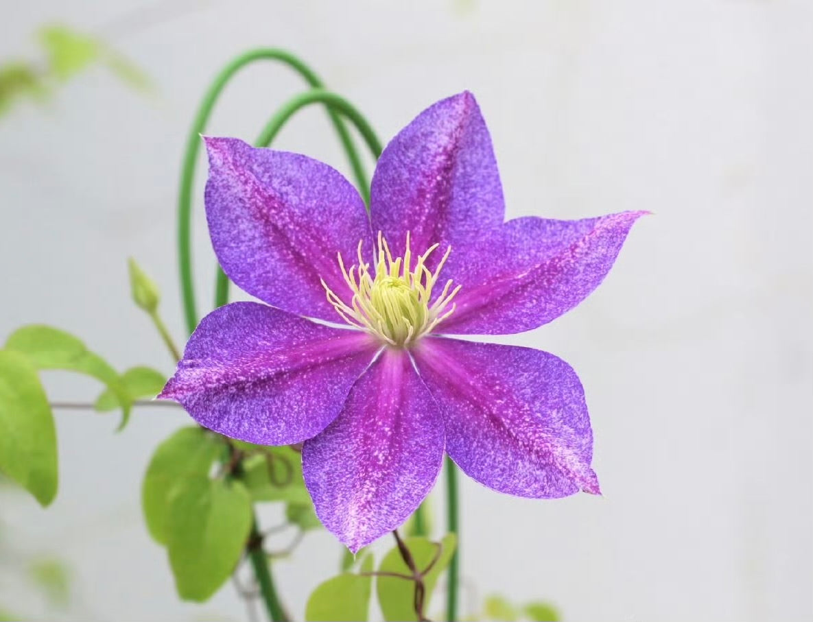 Clematis ''Chameleon |变色龙''