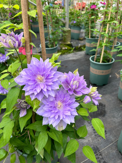 Clematis  ‘’Diamond Bal| 钻石球‘’