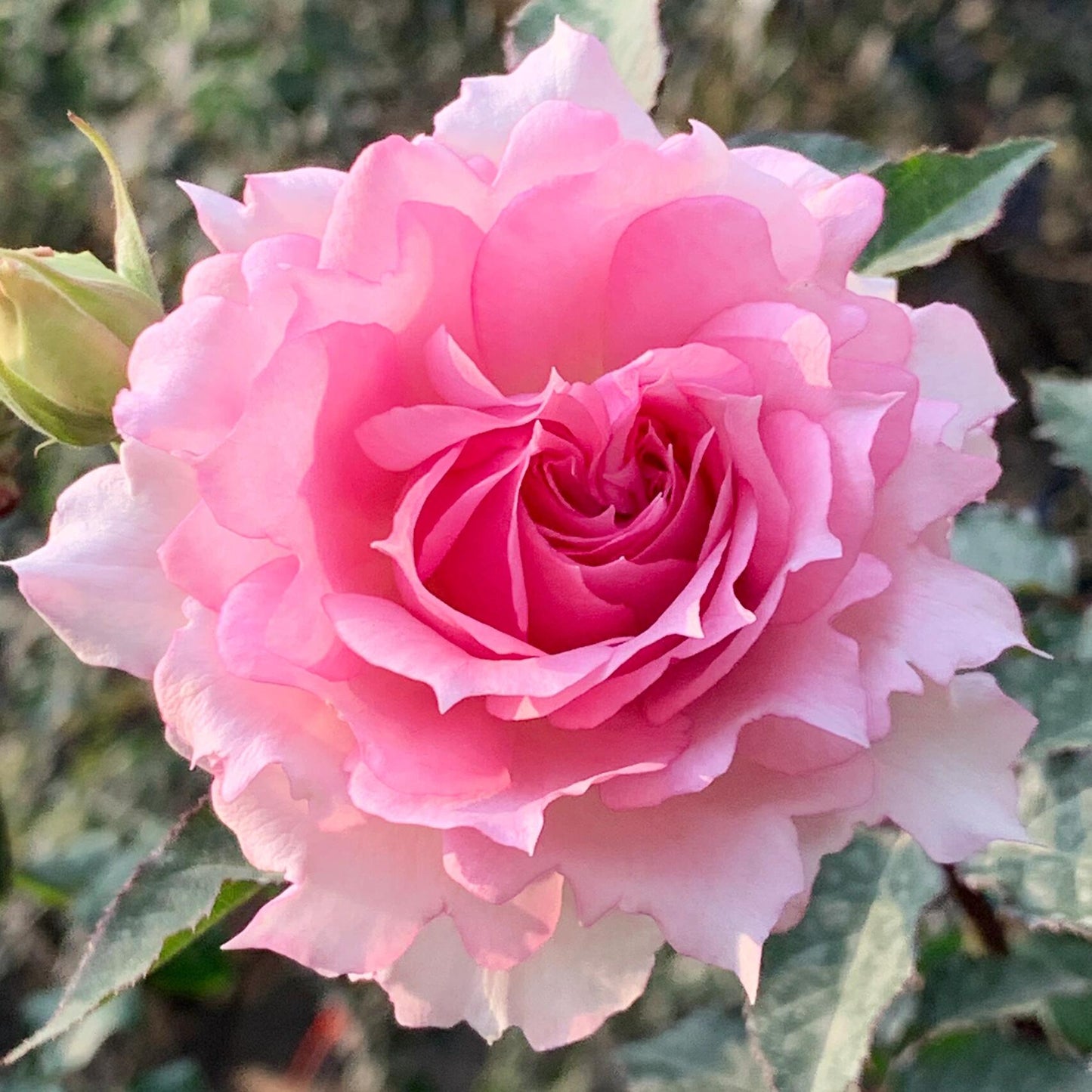 Rose  'Doniazade | 粉天方夜谭 '