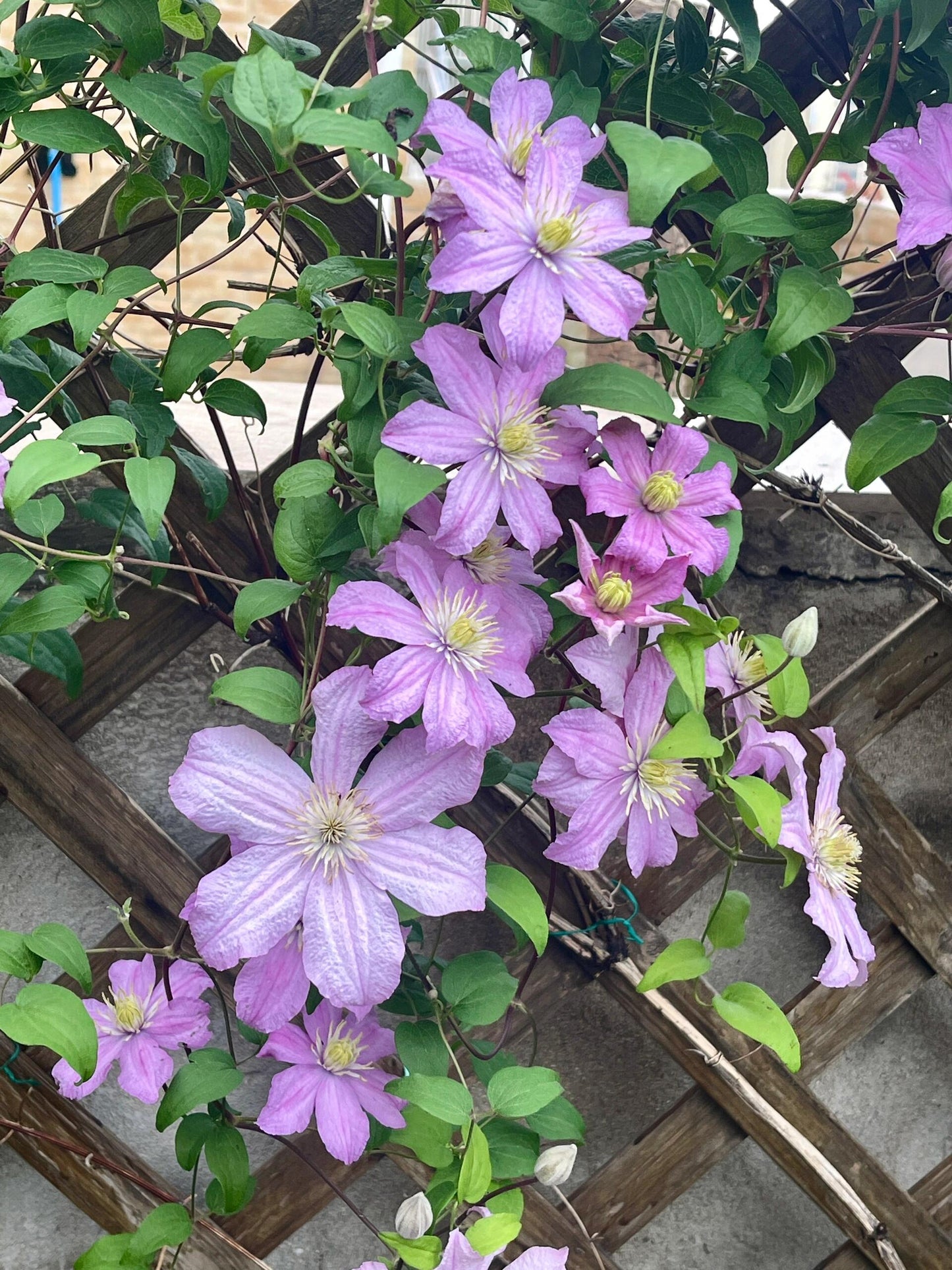 Clematis ‘’Comtesse de Bouchaud| 包查德 女侯爵‘’