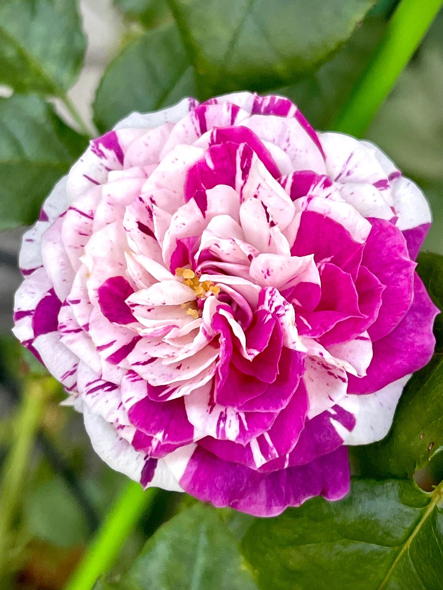 Rose  ’ Scented Jewel｜センティッドジュエル ｜芬芳宝石
