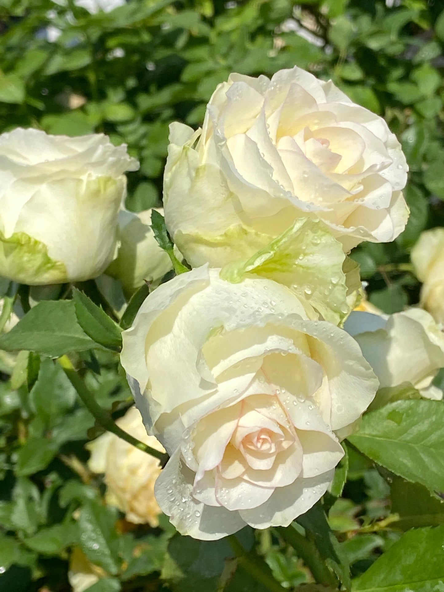 Rose  ’ White Jumilia ｜白艾莎