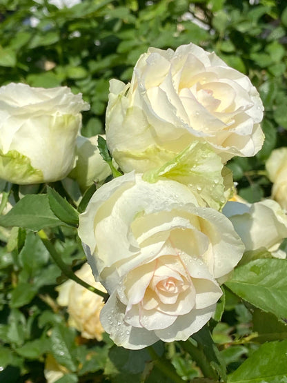 Rose  ’ White Jumilia ｜白艾莎