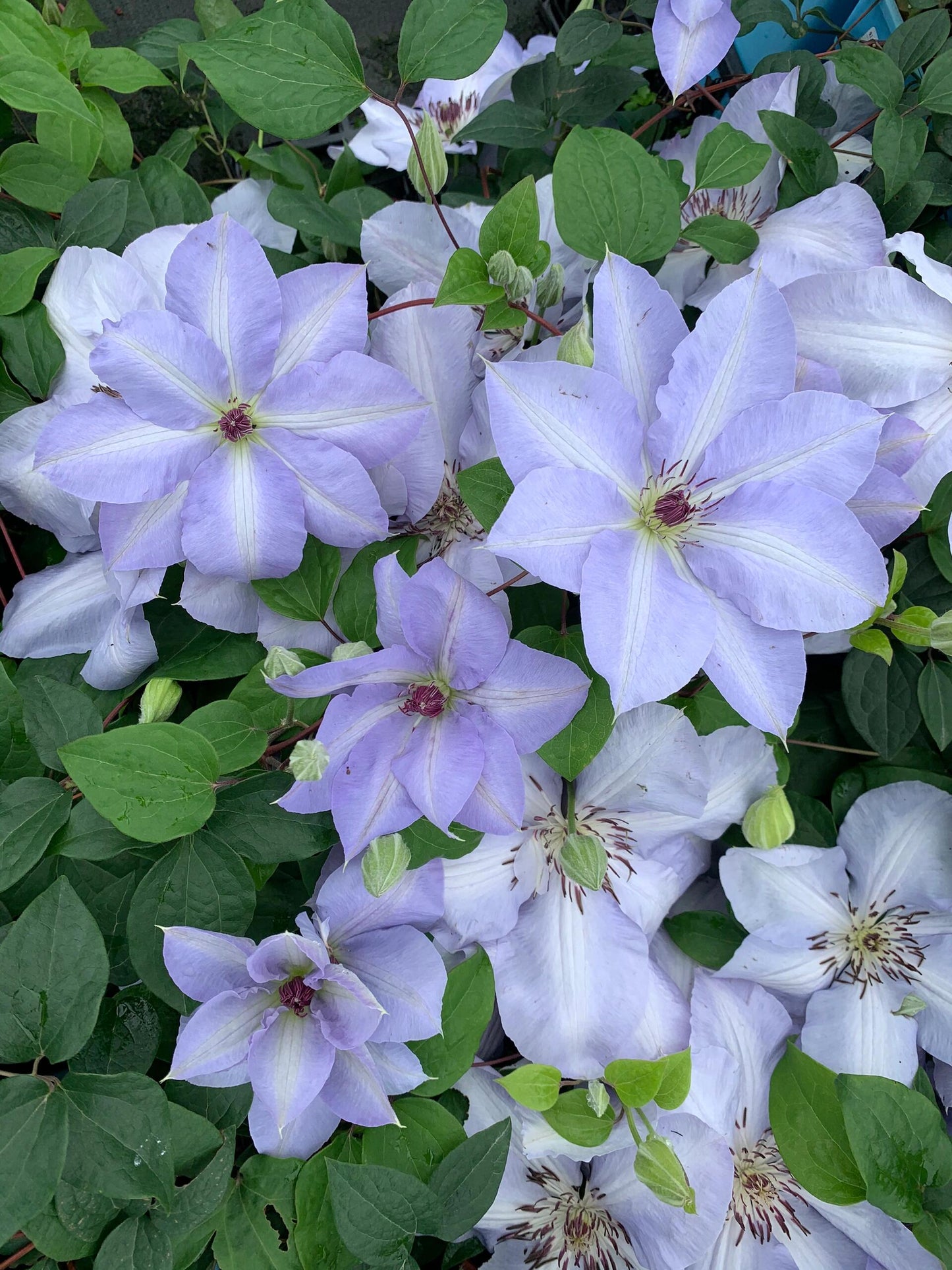Clematis ‘’Blue Cotillion｜蓝色龙沙舞‘’