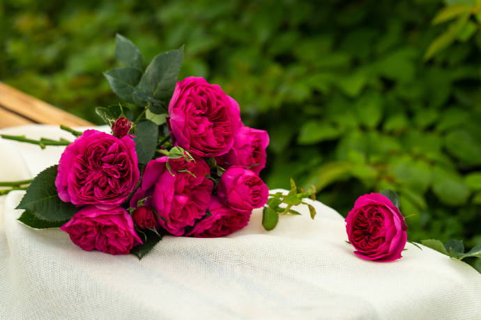 Rose  ‘ Ci Xuan| 慈萱|  - New Variety 2020