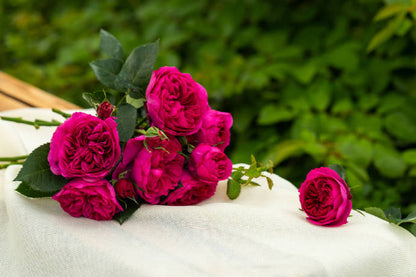 Rose  ‘ Ci Xuan| 慈萱|  - New Variety 2020