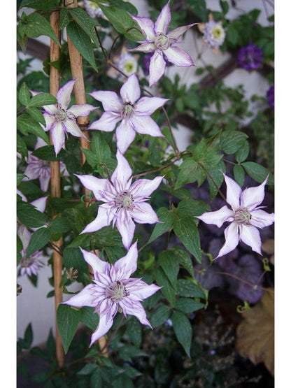 Clematis ‘’Lady Kyoko | レディ・キョウコ| 恭子小姐 ‘’